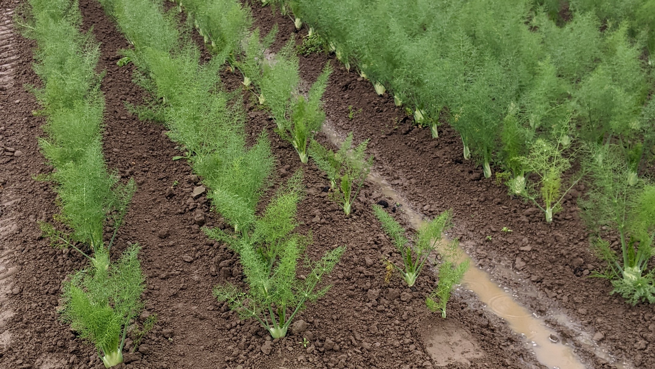 Fenchel-Pflanzen auf dem Feld