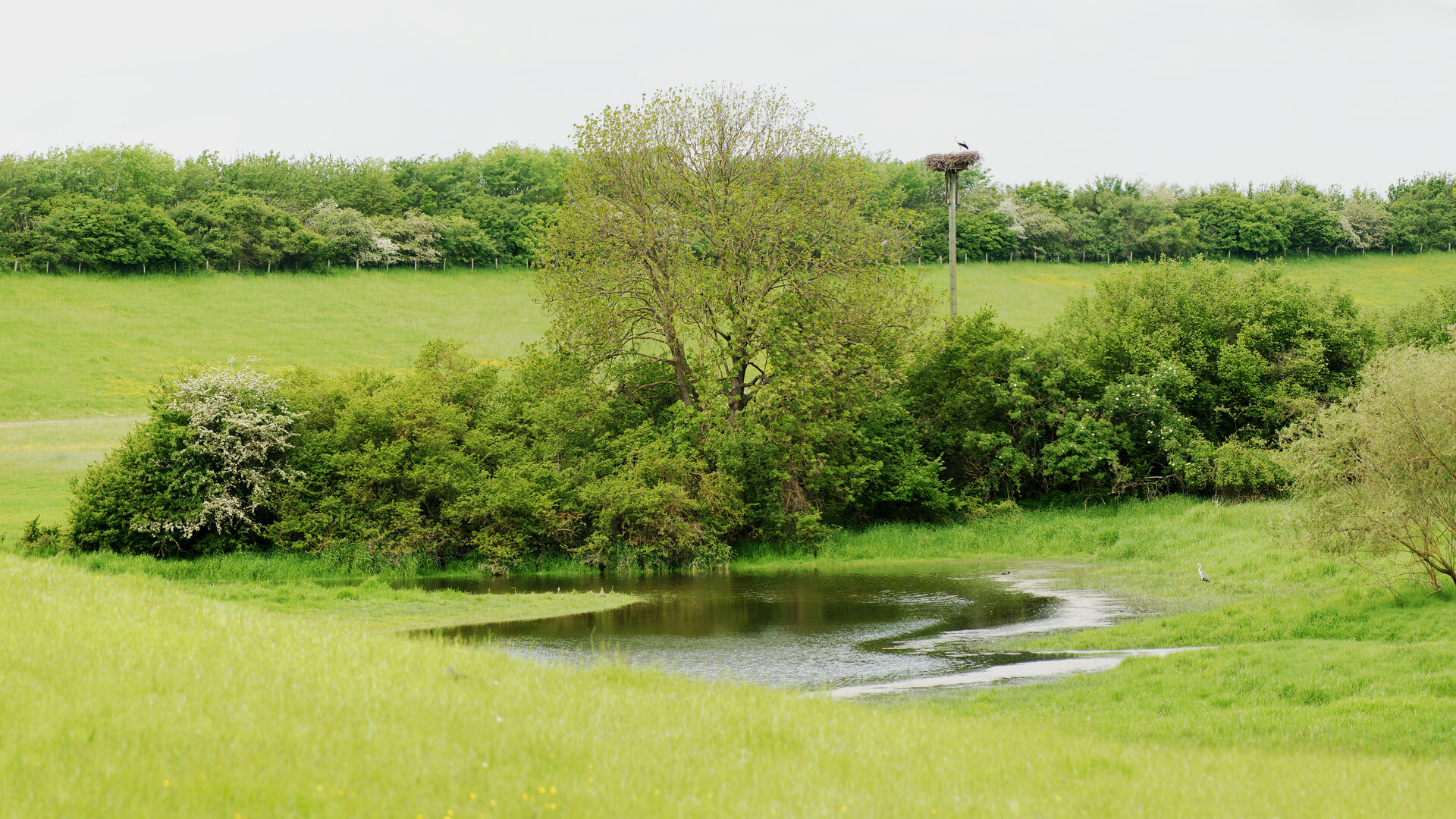 Wiesen, Hecken, Feldgehölze und ein kleiner Teich mit Storchennest in der Rheinaue