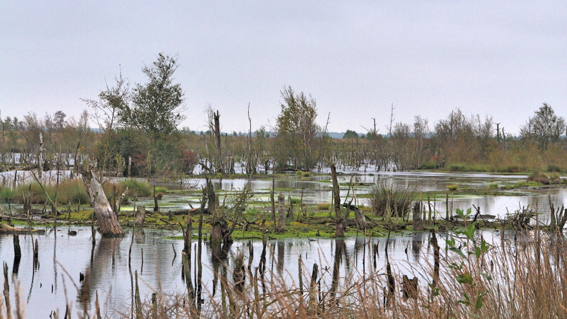 Wiedervernässtes Hochmoor mit Wasserflächen, abgestorbenen Birken und Gräsern im Goldenstedter Moor