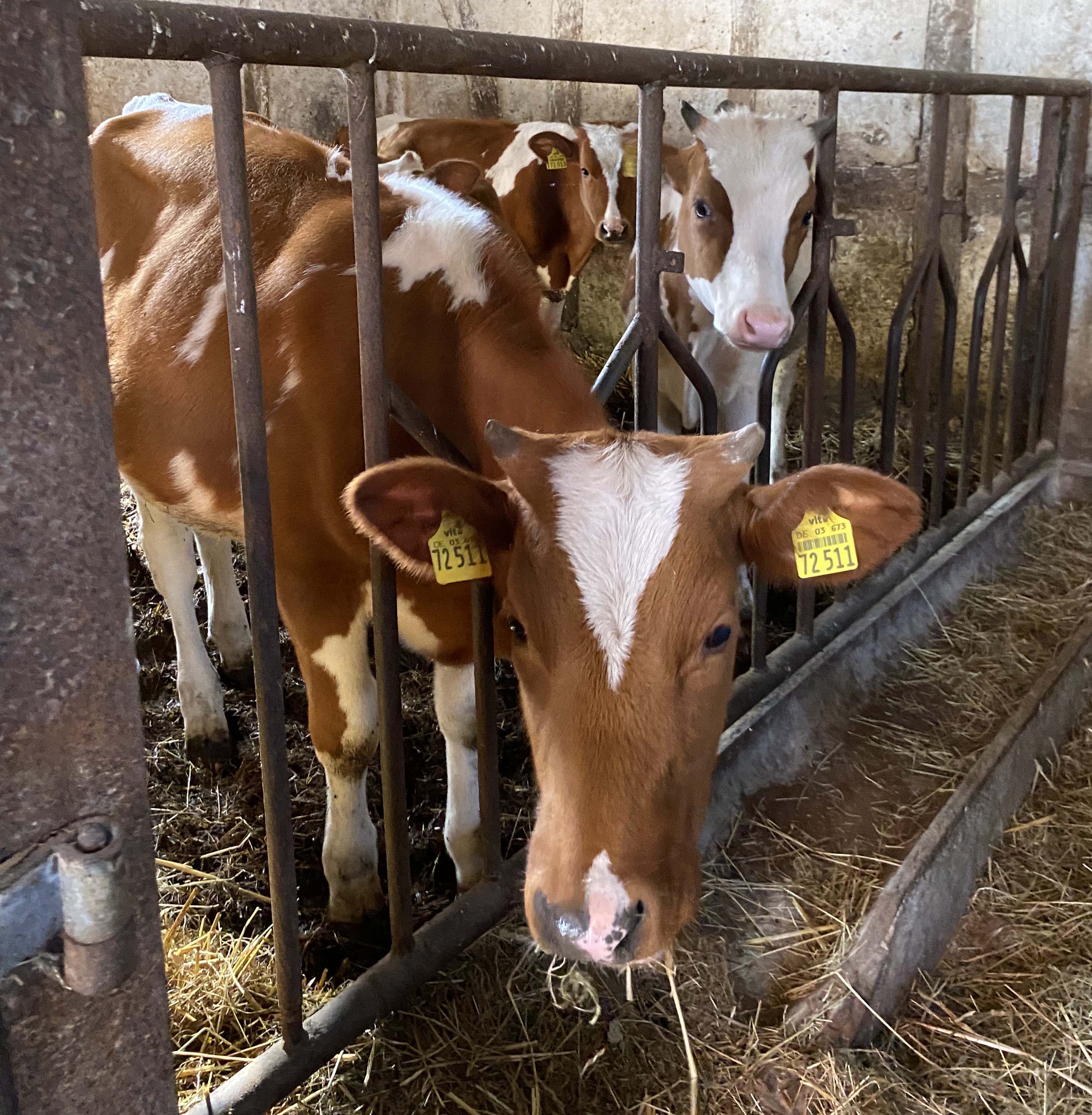Die Kälber im Stall