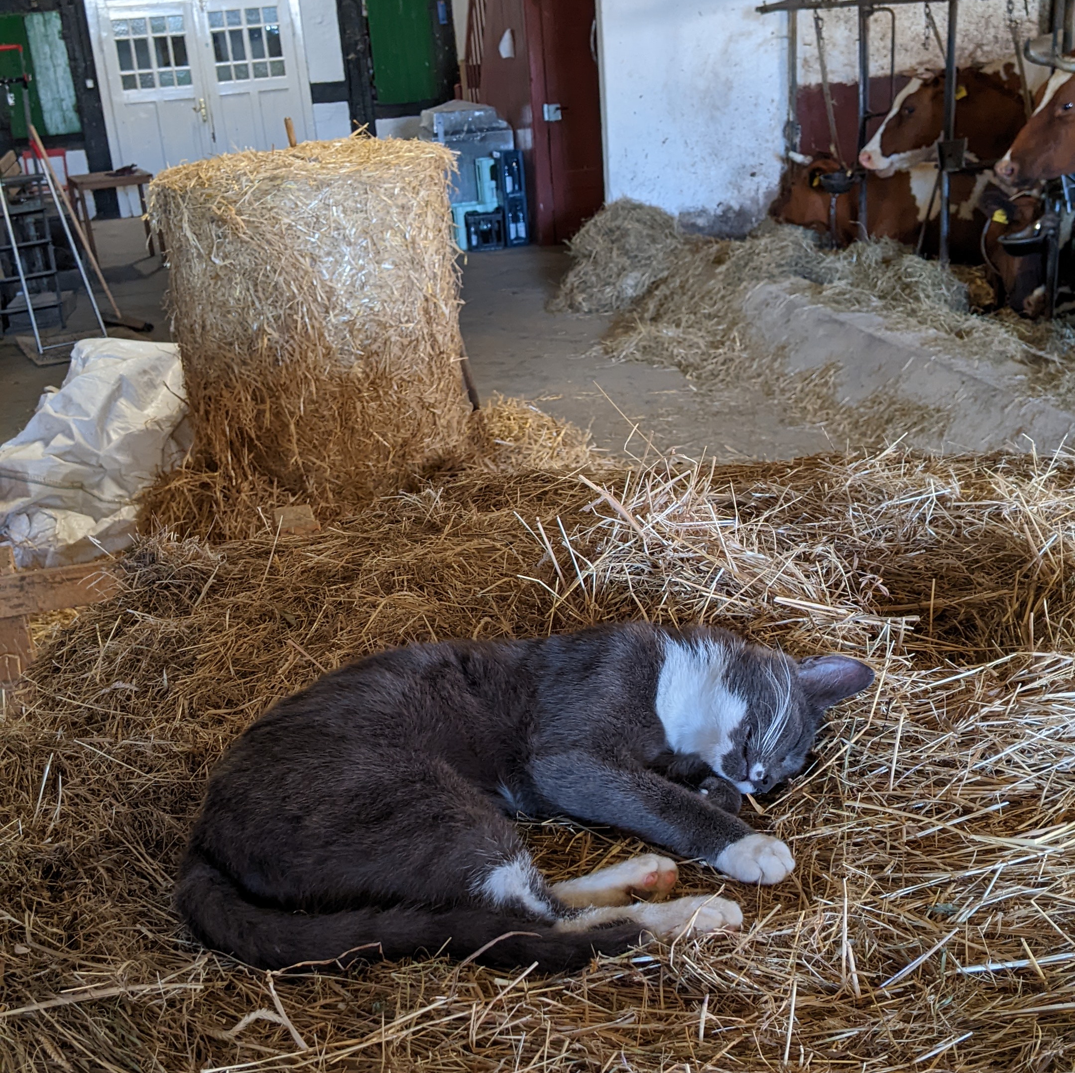 Ein Katze schläft friedlich auf einem Strohballen im Kuhstall