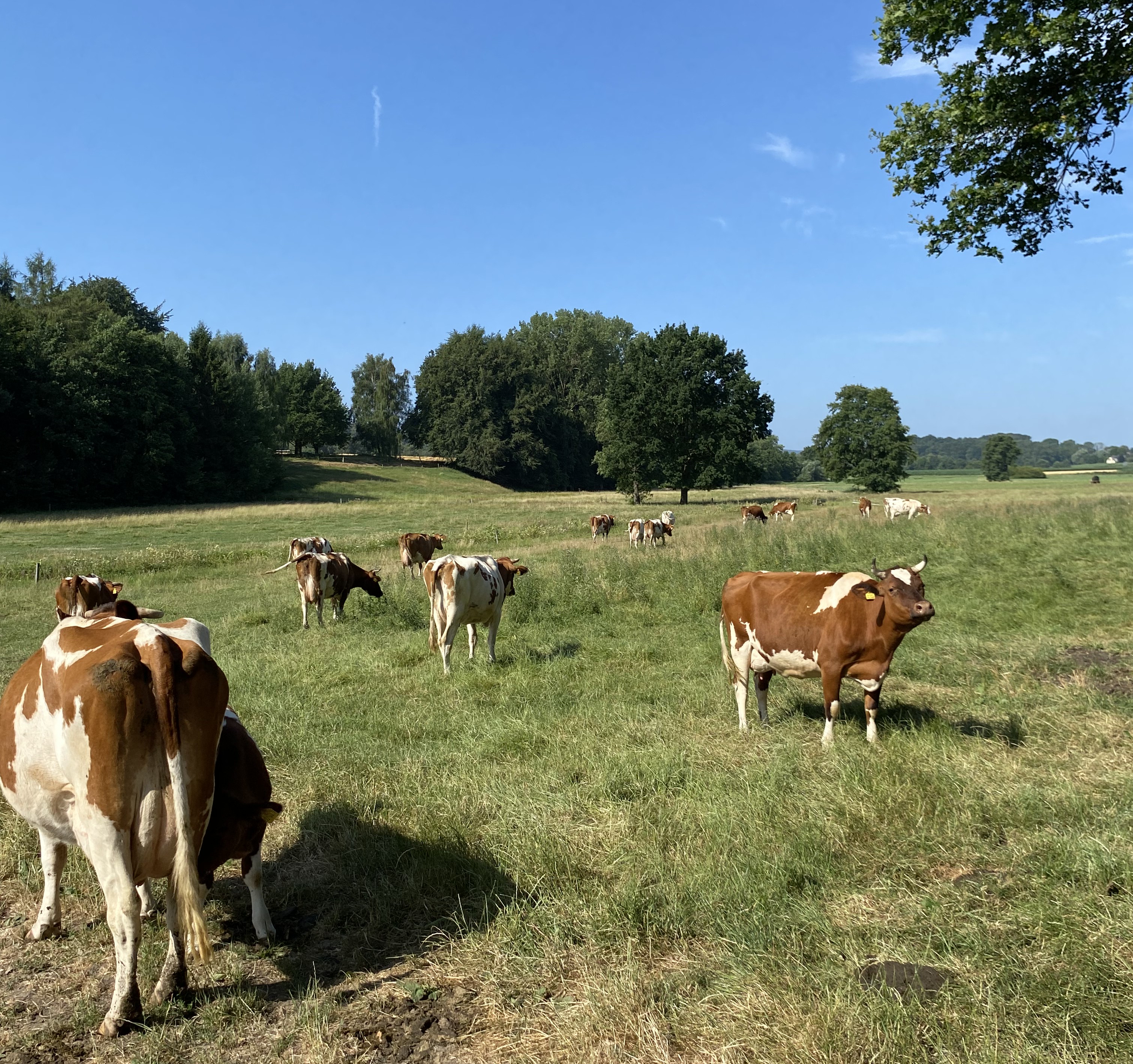 Die Kühe auf der Weide