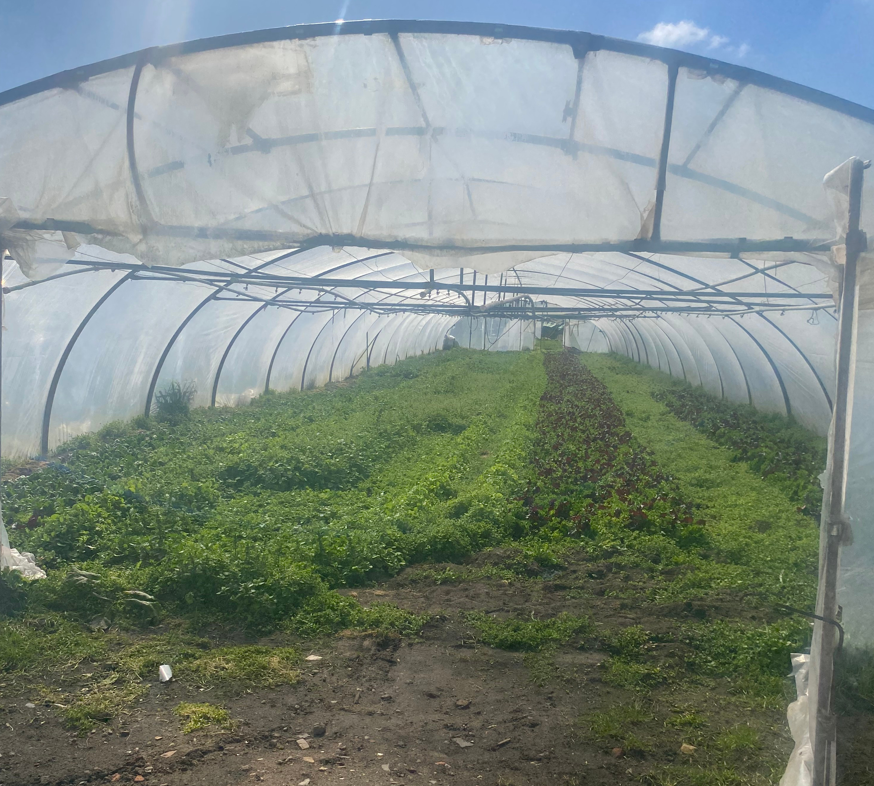 Ein Blick in den Folientunnel