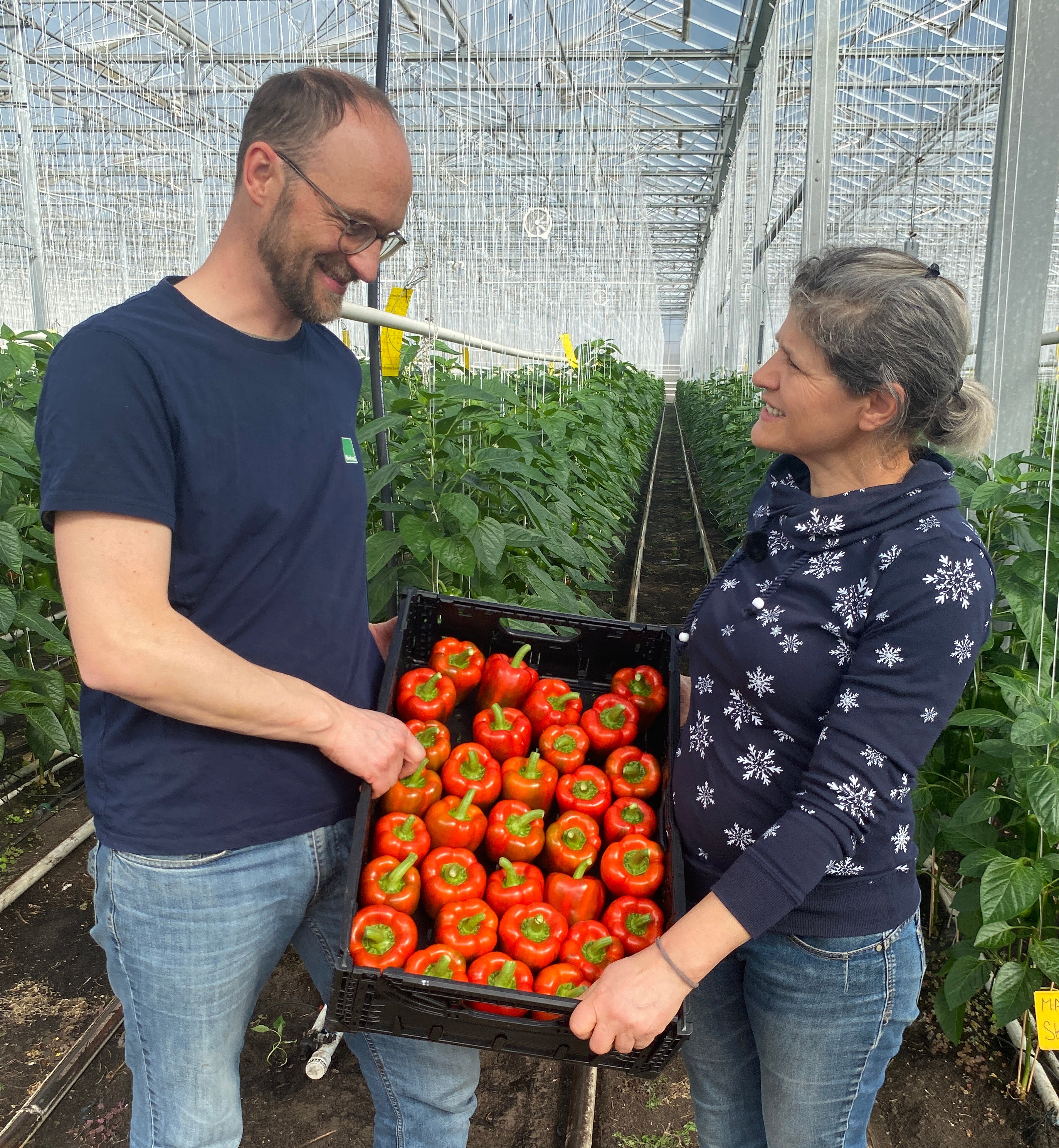 Mioara und Paddy halten eine Kiste reifer roter Paprika, vor den Pflanzen im Gewächshaus