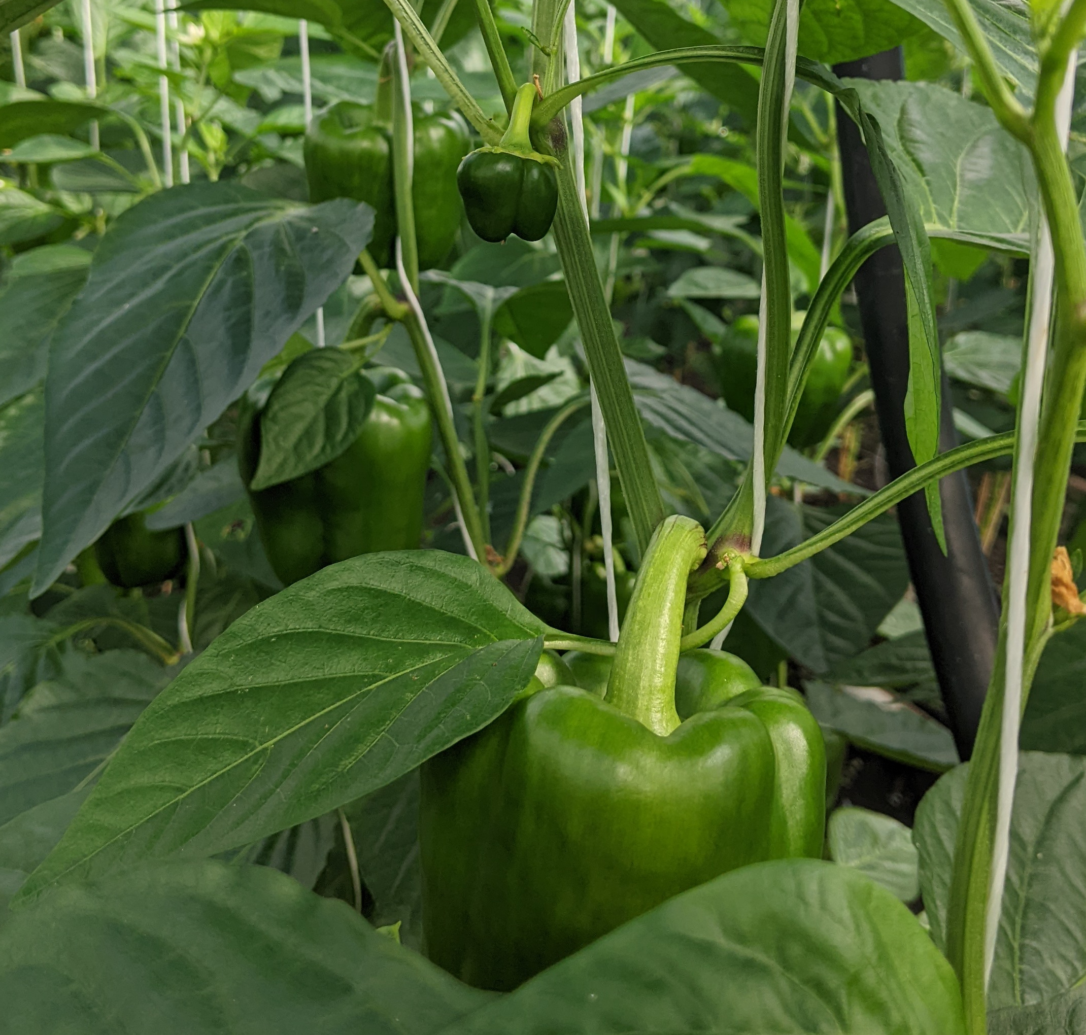 Nahaufnahme einer Paprika-Pflanze mit kleinen grünen Paprikas
