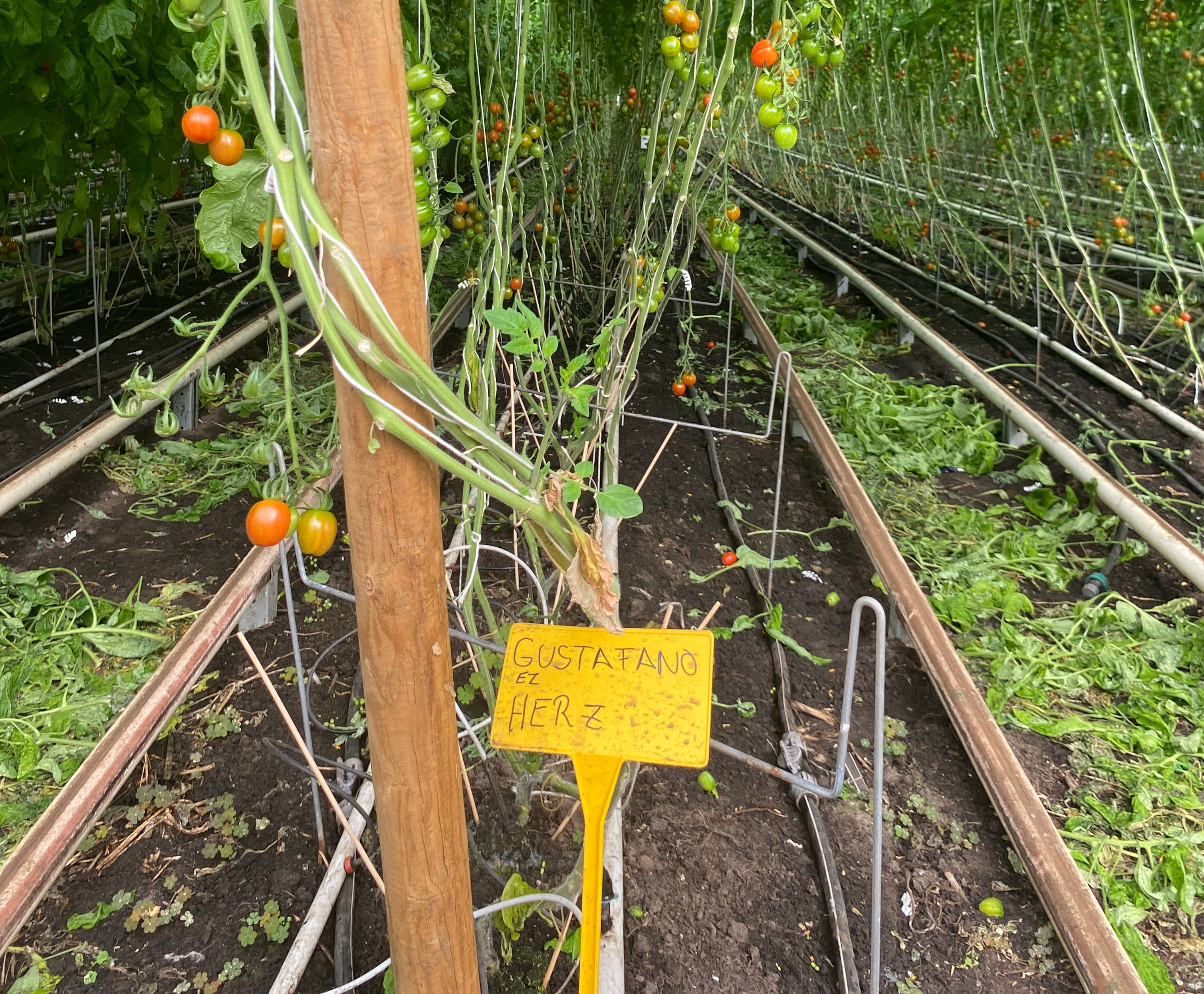 Ein Blick in eine Reihe Tomaten-Pflanzen im Gewächshaus