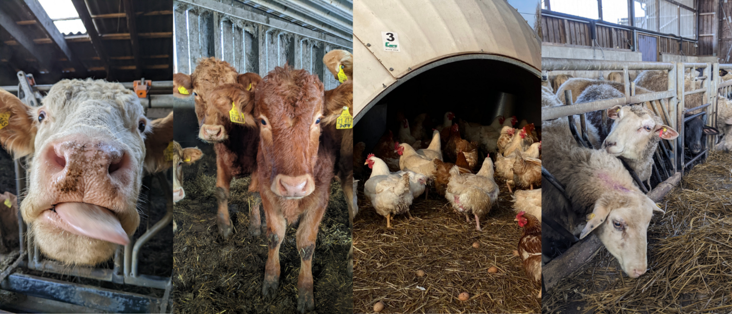 Bilder von der Tierhaltung